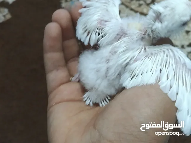 فروخ روز البينو عين حمرا مصراته بيع مستاعجل