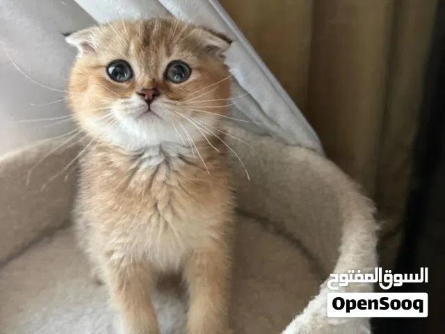 سكوتش فولد وستريت مستوايات قوية وجميله
