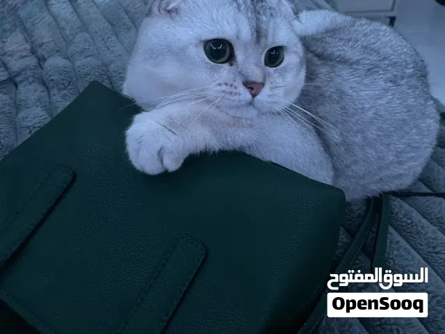 قطو سكوتش فولد للتبني مع شروط