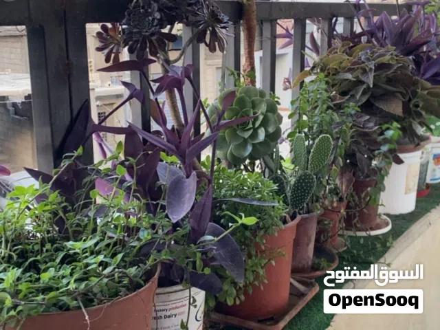 زريعات مشكله. البيع كوم في ماركه