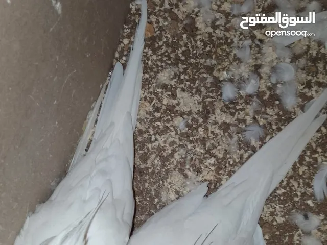 جوزين ككتيل البينو عين حمره شغالات 100 بلميه