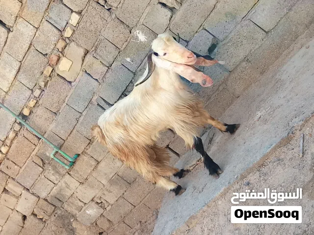 صخل ضروبت افقاني مال جناي للبيع أقرء الوصف وخابر وأنه خادم للشراي