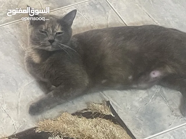 لتبني قطه سكوتش فولد