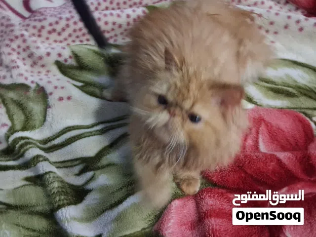 قط بيرشن زرار توب اصول مسجله الاب ابن بابسي وحفيد بينجو لتقليل العدد تم تخفيض السعر