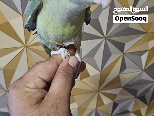 نيبالي اليف