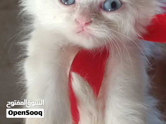بيع قطط شيرازي