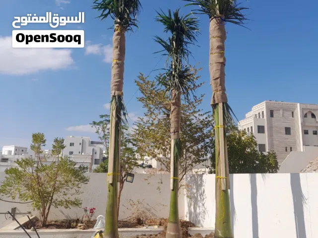 رويال بالم وزينه ومثمر