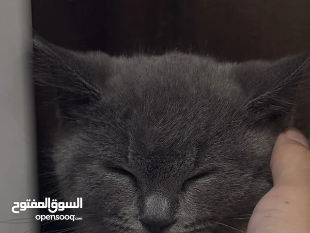 (British short hair kitten)