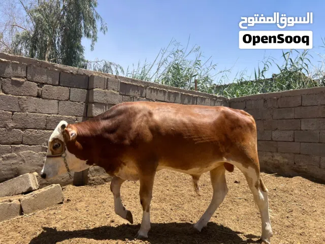 سلام عليكم عجل هولندي للبيع
