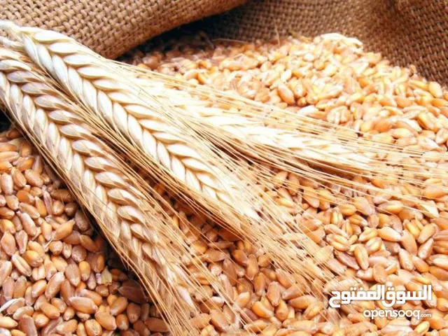 بذور حنطة انتاج مزارع البصرة سنة 2025