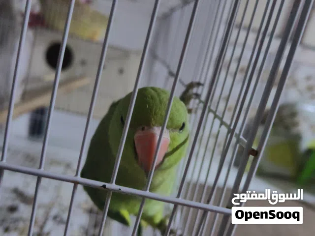 طير دره اليف