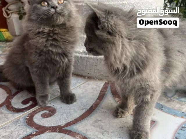للبيع قطين لون مميز