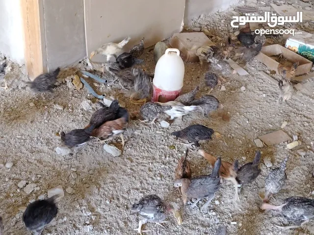 دجاج بلدي للبيع