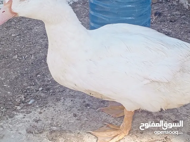 بط مولر ابيض مجاني