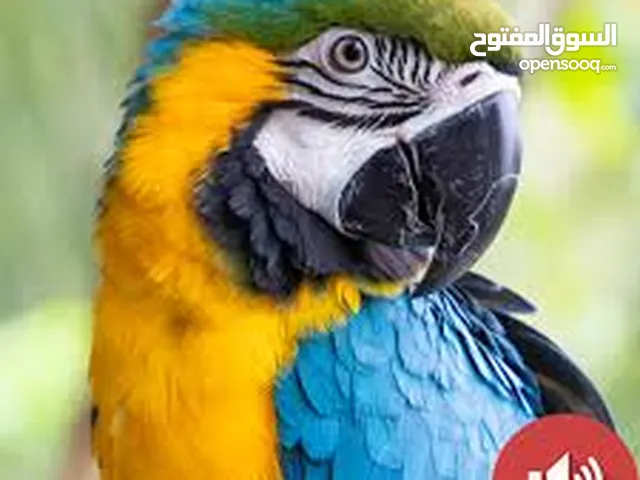 ببغاء يتكلم بطلاقه لغتين