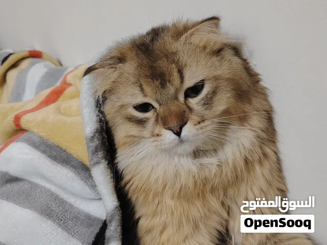 Leoo meal cat