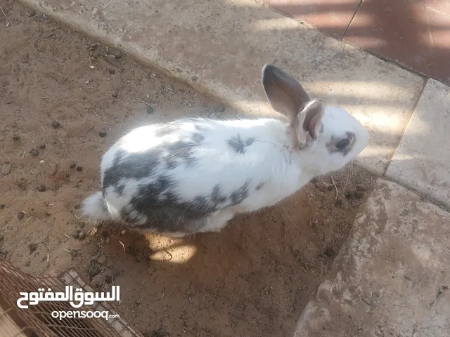 4 أرانب للبيع مع بعض