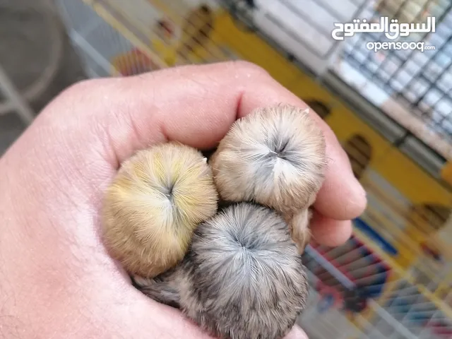 جلوستر مخاليف عمر 3 شهور ستاندر كناري فرز اول شاهد الفيديو واضح