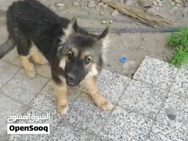 جروه جيرمن حاجه فخمه توب
