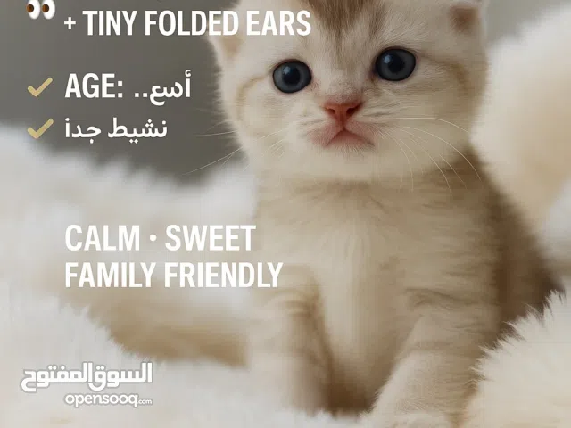 قط صغير سكوتش فولد فاخر