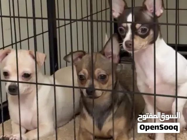 كلاب بومبوريان