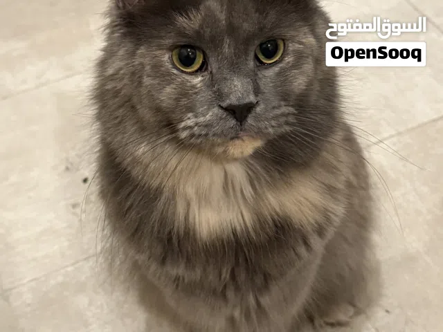 قطة ماين كون