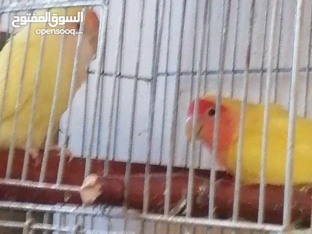 بيادر وادي سير بدر الجديده