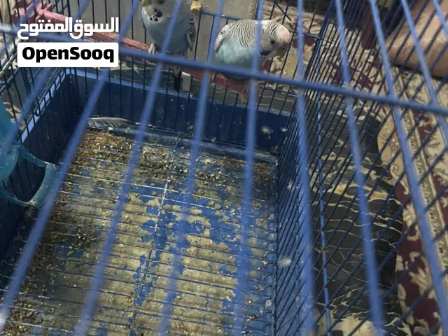 كوبيه بقلينو ربي يبارك