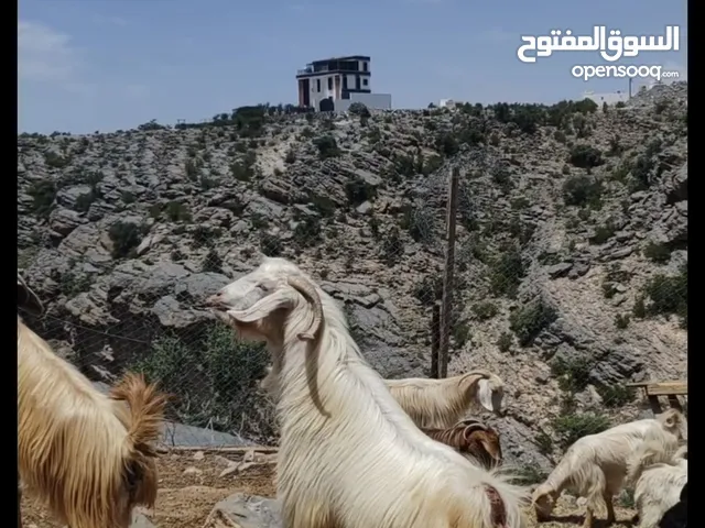 صخل للبيع حلال الجواميد