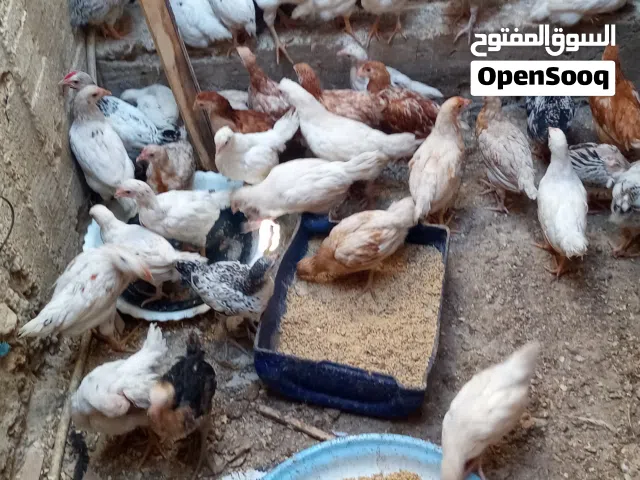 35 صوص جاج بلدي او لوهان للبيع عمر شهر وعشرين يوم سعر الحبه ديناروربع من الاخر لايوجد توصيل