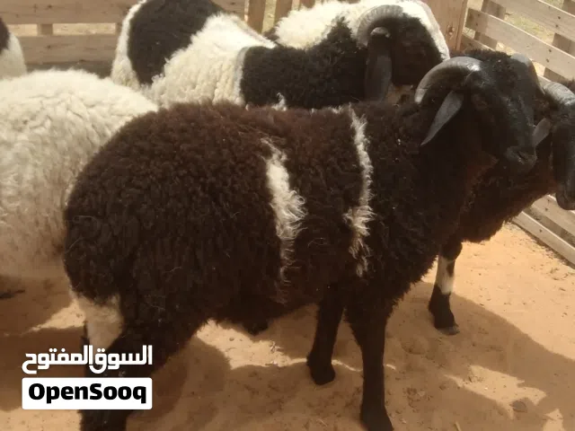 اضاحي عيد الله يبارك   الأسعار من 2500/وواحد2300