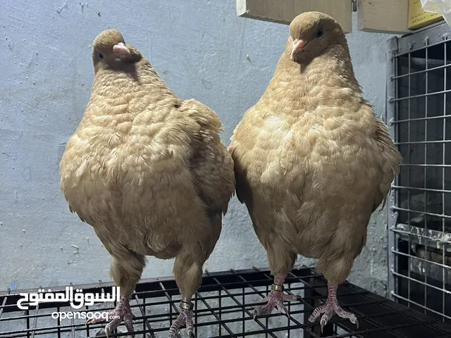متاح فراخ كنج ألماني اصلي عدد 2 و فراخ مشامشة  بزرة ابو الحكم طول التنكه عدد 2