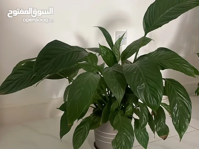 Indoor and outdoor plants