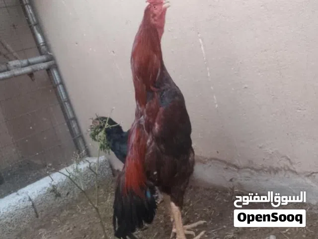 ديك باكستاني سندي