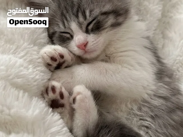 قط شيرازي للبيع ذكر