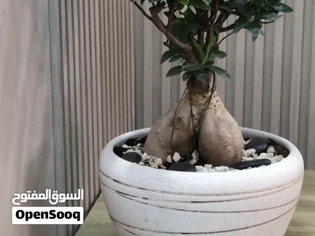 سحر البونساي يبدأ من هنا
