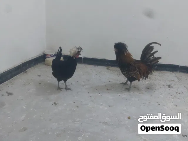 زوج دجاج بالوني لبيع صاحيات ومال بيت