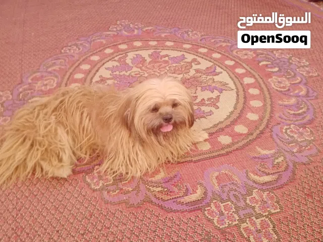 كلب زينه حلو وليف النوع