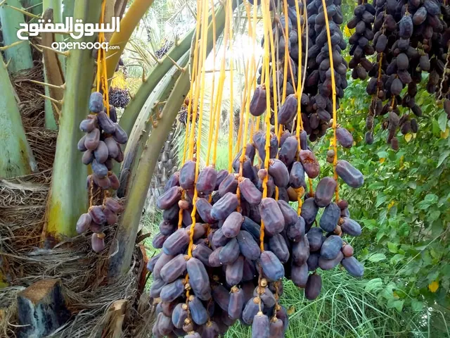 بیع انواع التمور المصنعة و غير مصنعة و المعلبة حسب طلب الزبون باسعار منافسة و جودة عالية