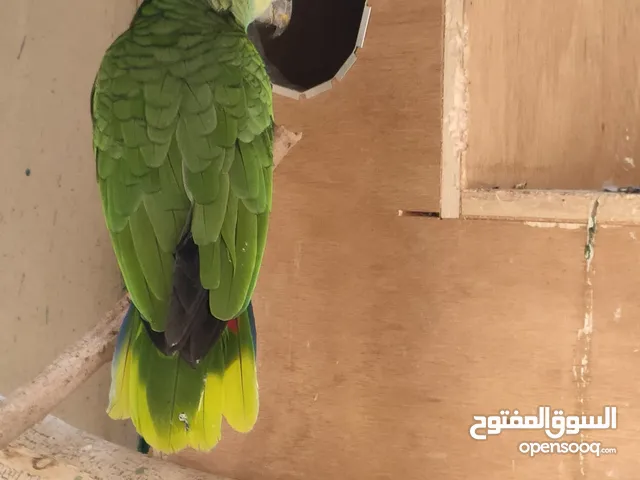 مطلوب ببغاء أمازون بلوفرنتد انثى للبدل على ذكر عمر خمس سنين مرفق معه فحص DNA