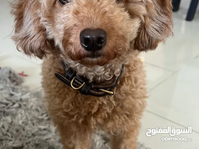 Golden doodle