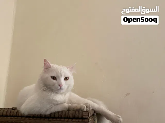 قط شيرازي ذكر للتبني