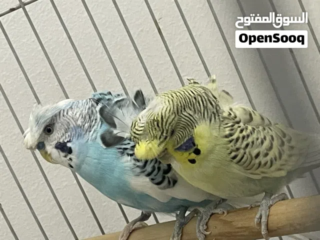 زوج بادجي هوجو للبيع فقط