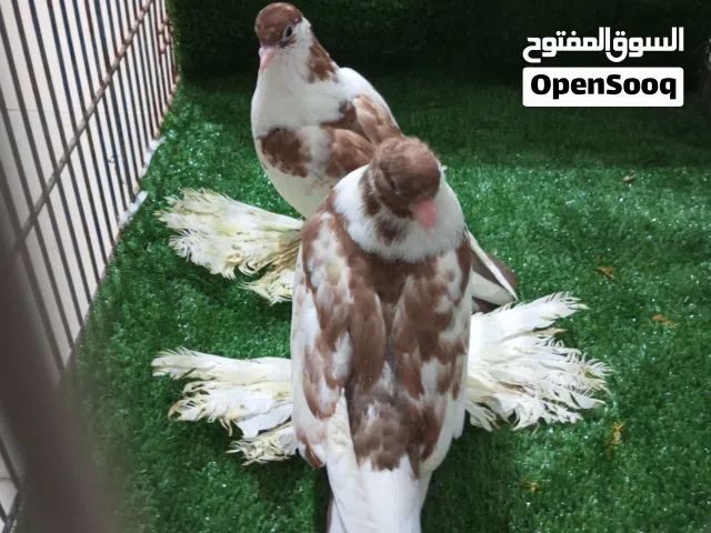 حمام شقلاب هزاز
