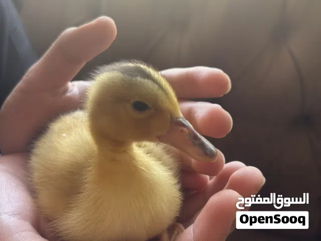 بطه للبيع في اربد