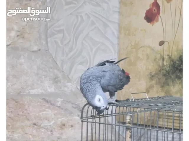 ببغاء كاسكو للبيع في سعر طري مع قفص مكاوي