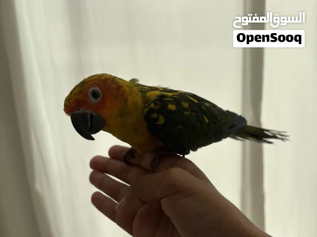 طير سن كنيور
