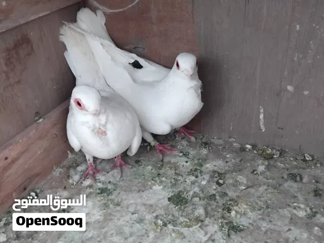 سلام عليكم موجود ثلاث جواز للبيع اقرأ الوصف