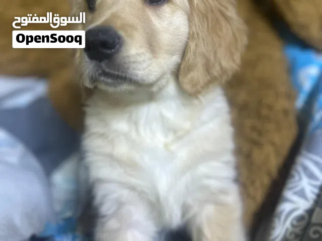 Golden retriever puppies for adoption 2000 AED