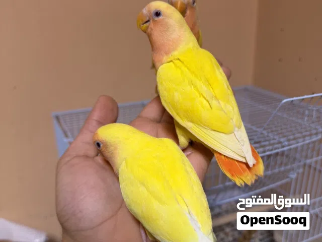 لاف بيرد الالوان مميزة للاطفال
